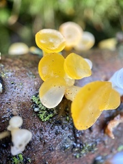 Dacrymycetaceae