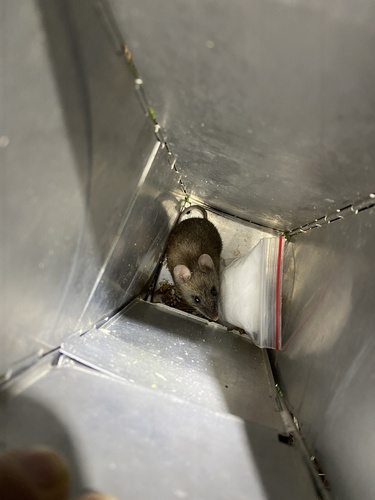 Apodemus semotus observed 2023-01-12