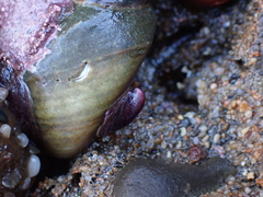 Crepidula adunca