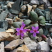 Claytonia ogilviensis - Photo (c) sydcannings, algunos derechos reservados (CC BY-SA), uploaded by sydcannings