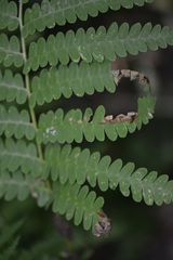 Osmunda claytoniana