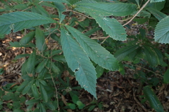 Quercus cortesii