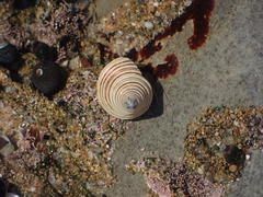 Calliostoma canaliculatum