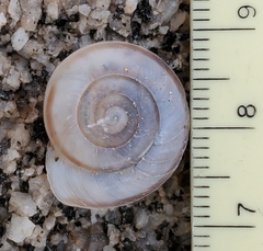 Sonorelix borregoensis