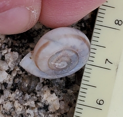 Sonorelix borregoensis