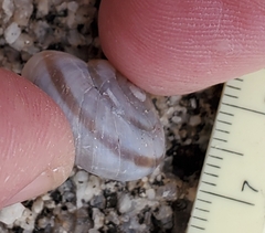 Sonorelix borregoensis