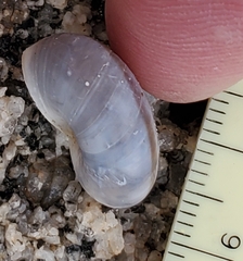 Sonorelix borregoensis