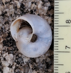 Sonorelix borregoensis