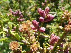 Podocarpus lawrencei