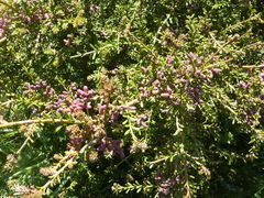 Podocarpus lawrencei