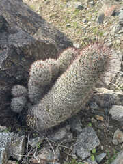 Mammillaria grahamii