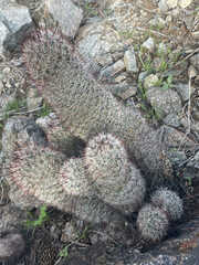 Mammillaria grahamii