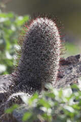 Mammillaria grahamii