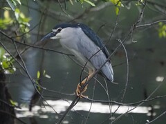 Nycticorax nycticorax nycticorax