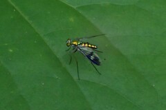 Condylostylus longicornis