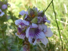 Euphrasia lasianthera
