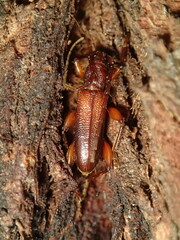 Callidiopis praecox