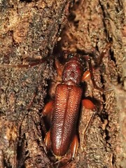Callidiopis praecox