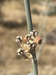 Asclepias albicans × subulata