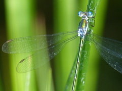 Lestes vigilax