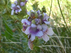 Euphrasia lasianthera