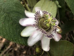 Passiflora pascoensis