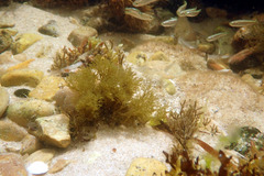 Aldrichetta forsteri