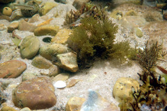 Aldrichetta forsteri