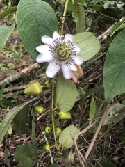 Passiflora pascoensis