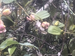 Passiflora pascoensis