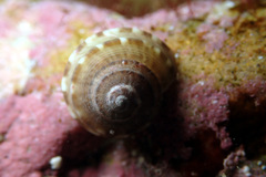 Notogibbula preissiana