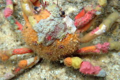 Schizophrys rufescens