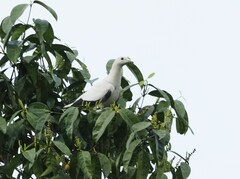 Ducula bicolor