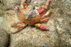 Schizophrys rufescens