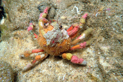 Schizophrys rufescens