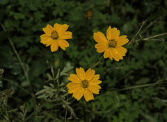 Cosmos sulphureus