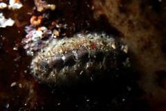 Acanthochitona kimberi
