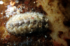 Acanthochitona kimberi