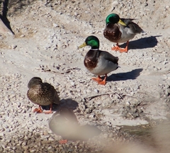 Anas platyrhynchos