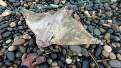 Myliobatis chilensis