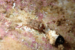 Cilicaea curtispina