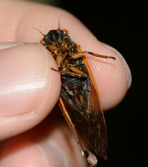 Magicicada cassinii