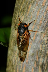 Magicicada cassinii