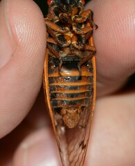 Magicicada septendecim