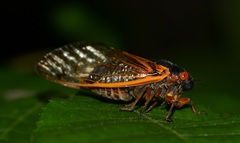 Magicicada septendecim