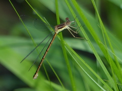 Lestes