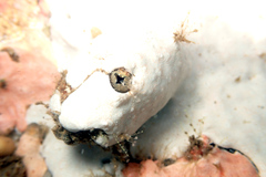 Pyuridae