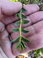 Euphorbia mesembryanthemifolia