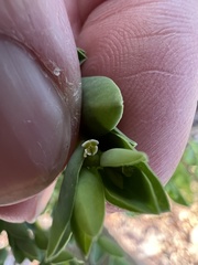 Euphorbia mesembryanthemifolia