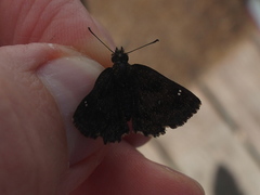 Staphylus hayhurstii